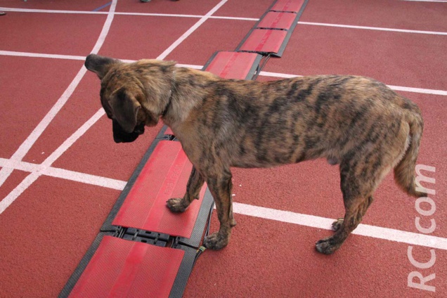 Il franchit la ligne d'arrivée mais est disqualifié car sans dossard Il franchit la ligne d'arrivée mais est disqualifié car sans dossard