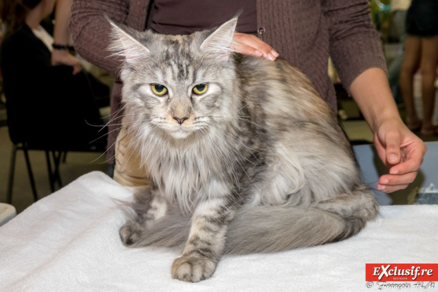 Expo Féline: chats alors! Expo Féline: chats alors!