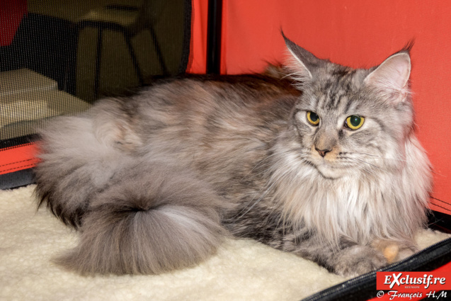 Expo Féline: chats alors! Expo Féline: chats alors!