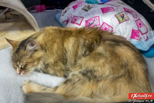 Expo Féline: chats alors! Expo Féline: chats alors!