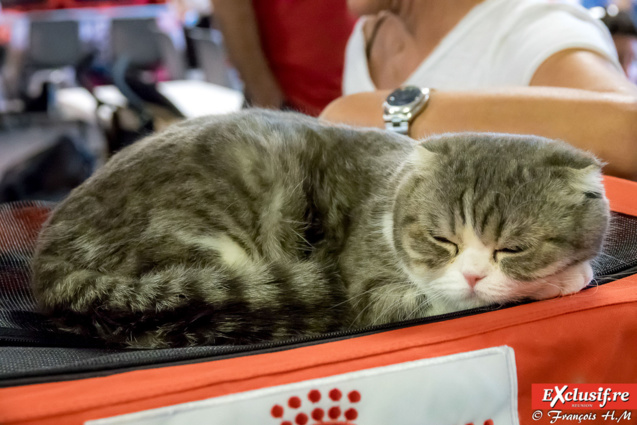 Expo Féline: chats alors!