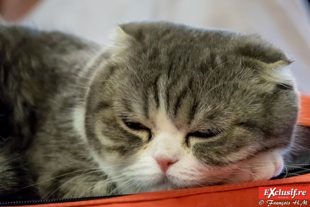Expo Féline: chats alors!
