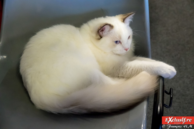 Expo Féline: chats alors!