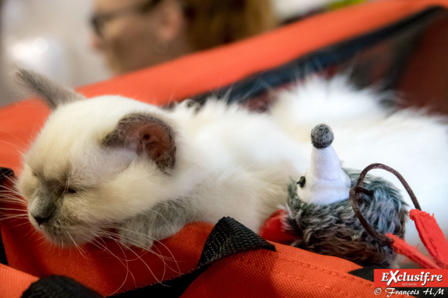 Expo Féline: chats alors!