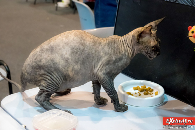 Expo Féline: chats alors!