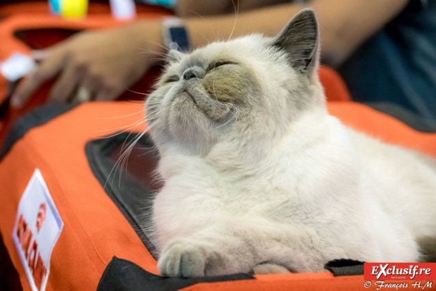 Expo Féline: chats alors!