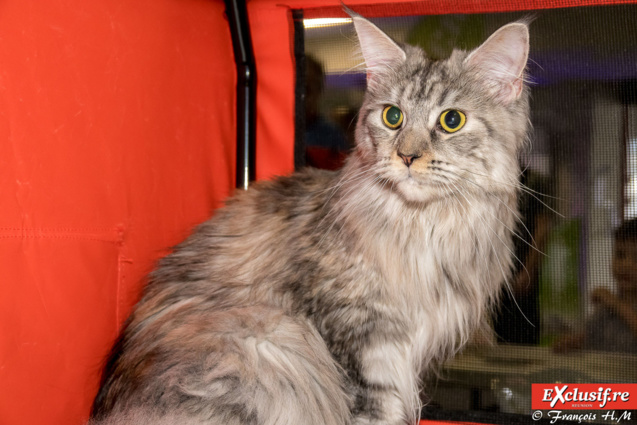 Expo Féline: chats alors!