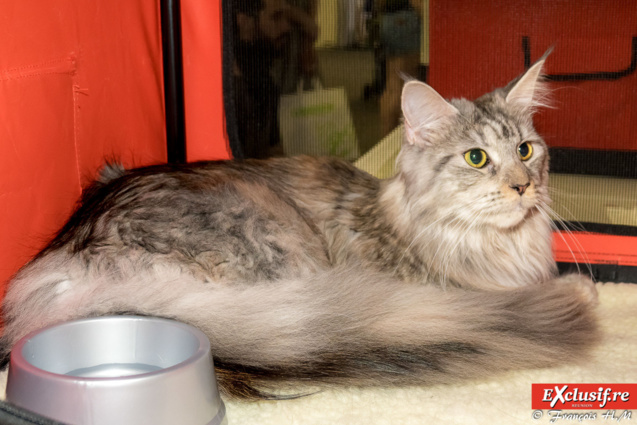 Expo Féline: chats alors!