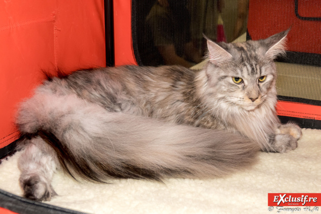 Expo Féline: chats alors!