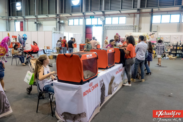 Expo Féline: chats alors!