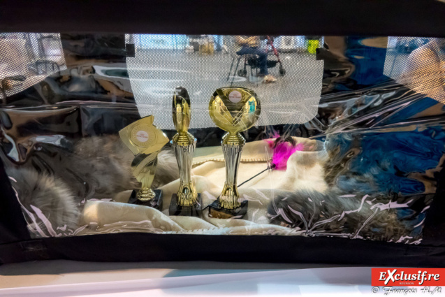 Expo Féline: chats alors!