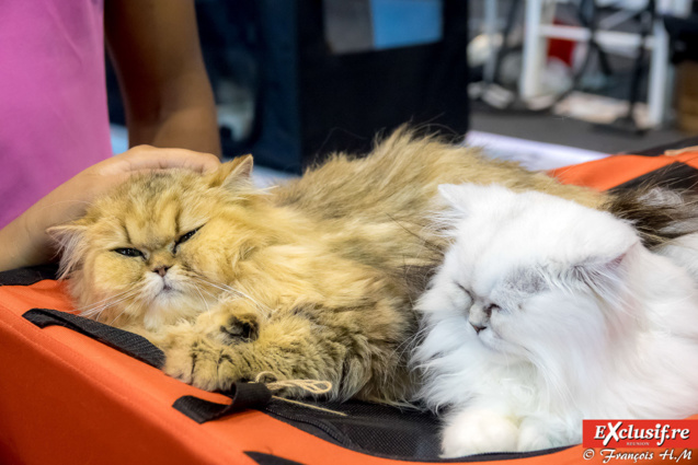Expo Féline: chats alors!