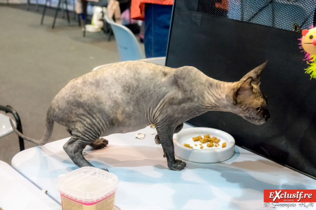 Expo Féline: chats alors!