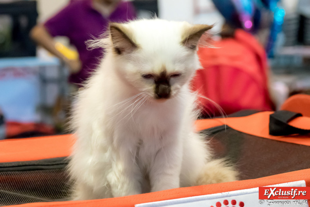 Expo Féline: chats alors!