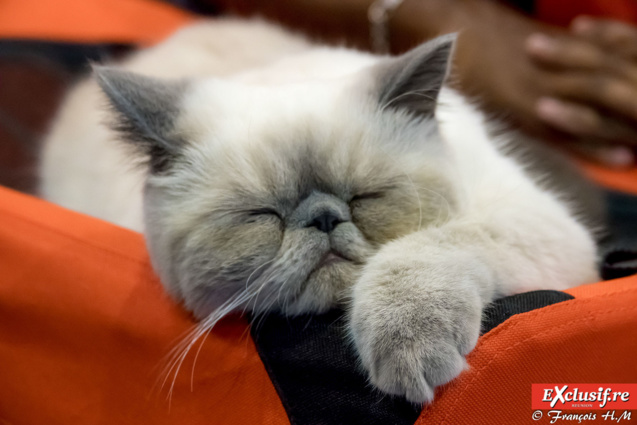 Expo Féline: chats alors!