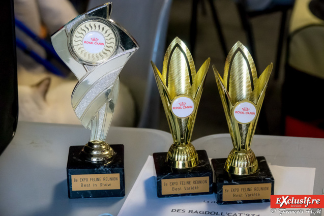 Expo Féline: chats alors! Expo Féline: chats alors!