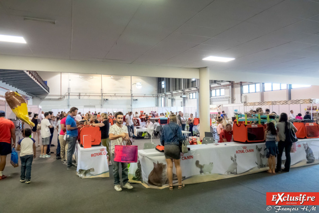 Expo Féline: chats alors!