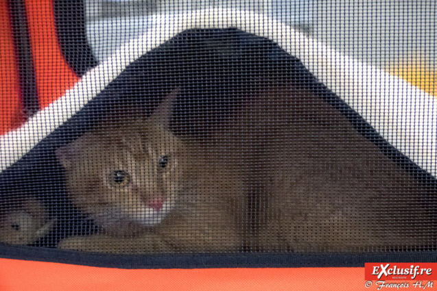 Expo Féline: chats alors!