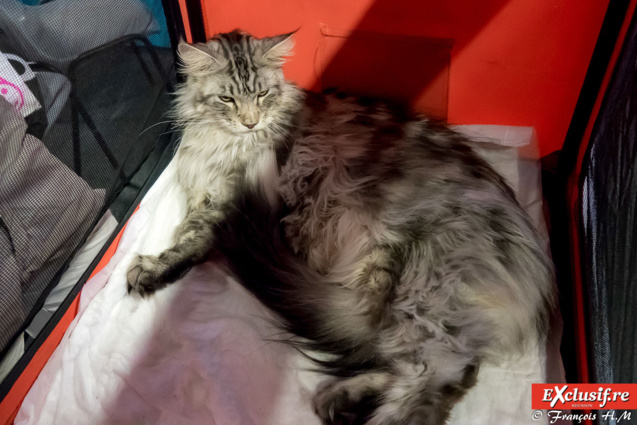 Expo Féline: chats alors!