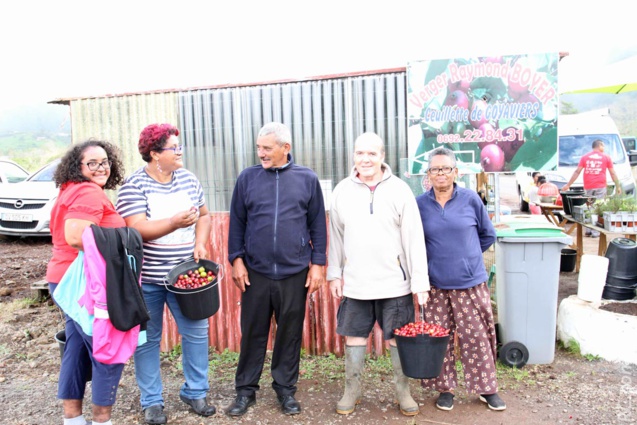 Cueillette des goyaviers chez Raymond Boyer