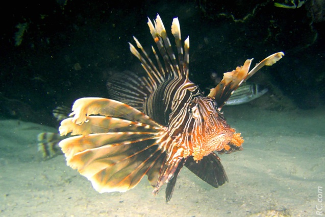 Un fonds marin de toute beauté Un fonds marin de toute beauté