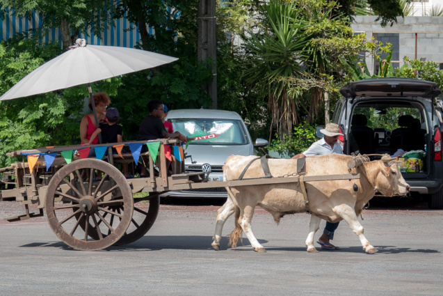Holi Festival 2019 à Bras Panon: toutes les photos Holi Festival 2019 à Bras Panon: toutes les photos