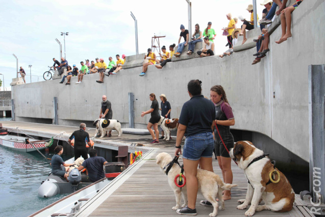 Démonstration des chiens de secours en mer