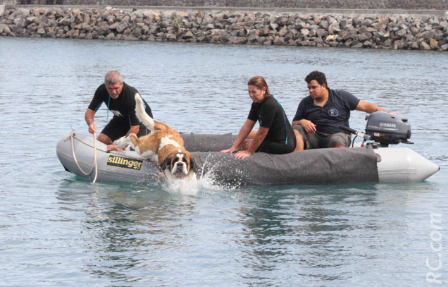 Les chiens savent aussi se jeter à l'eau