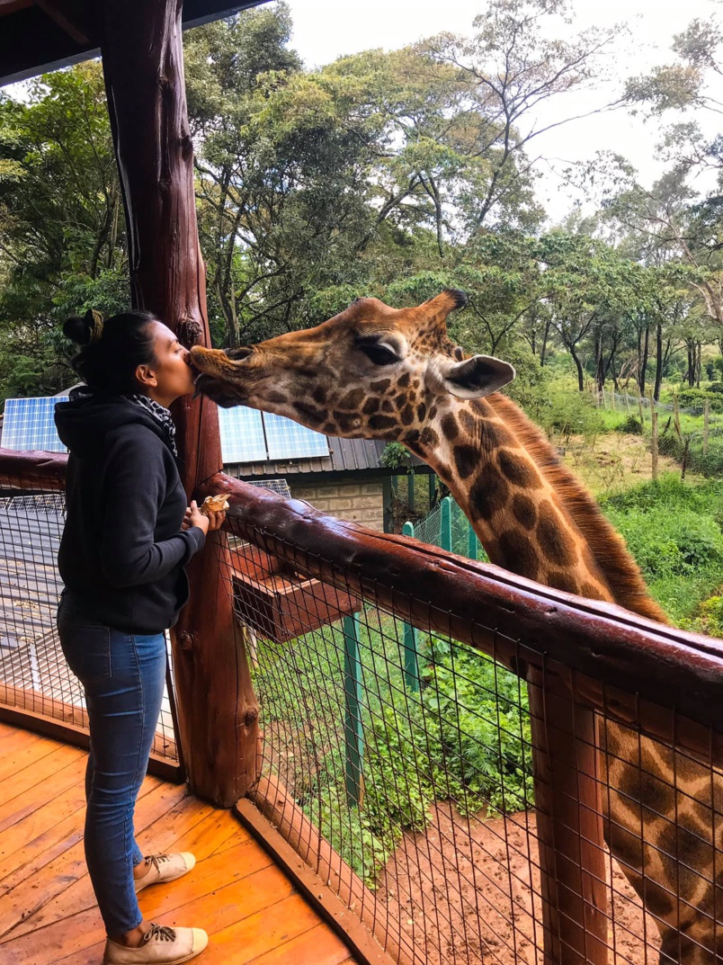 A la découverte des animaux sauvages A la découverte des animaux sauvages