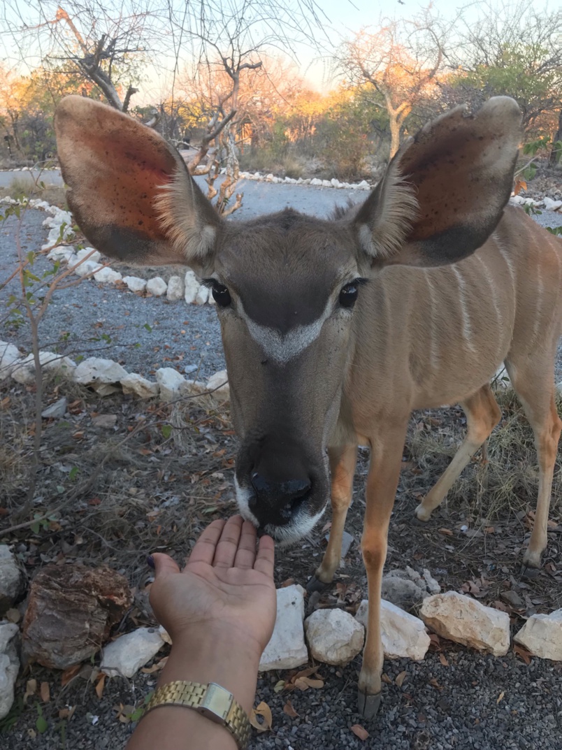 Afrique au cœur: Elodie, Réunionnaise, parcourt le continent depuis 10 mois… Afrique au cœur: Elodie, Réunionnaise, parcourt le continent depuis 10 mois…