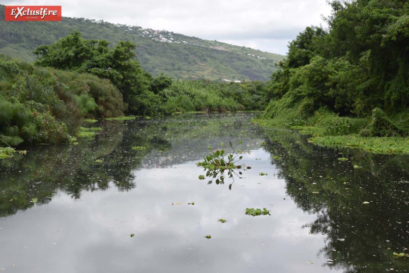 La réserve de l'Etang Saint-Paul