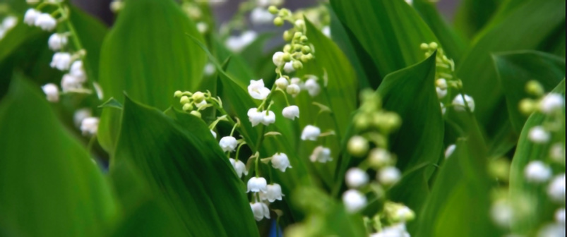 Il est possible d'acheter du muguet malgré le confinement Il est possible d'acheter du muguet malgré le confinement