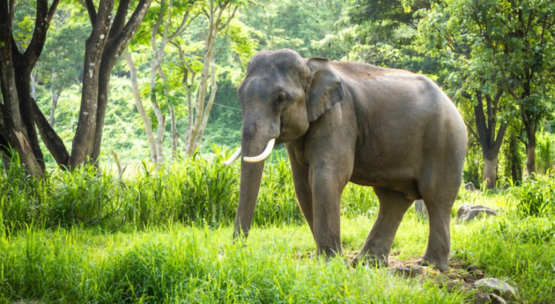 L'éléphante était enceinte et cherchait de la nourriture... L'éléphante était enceinte et cherchait de la nourriture...