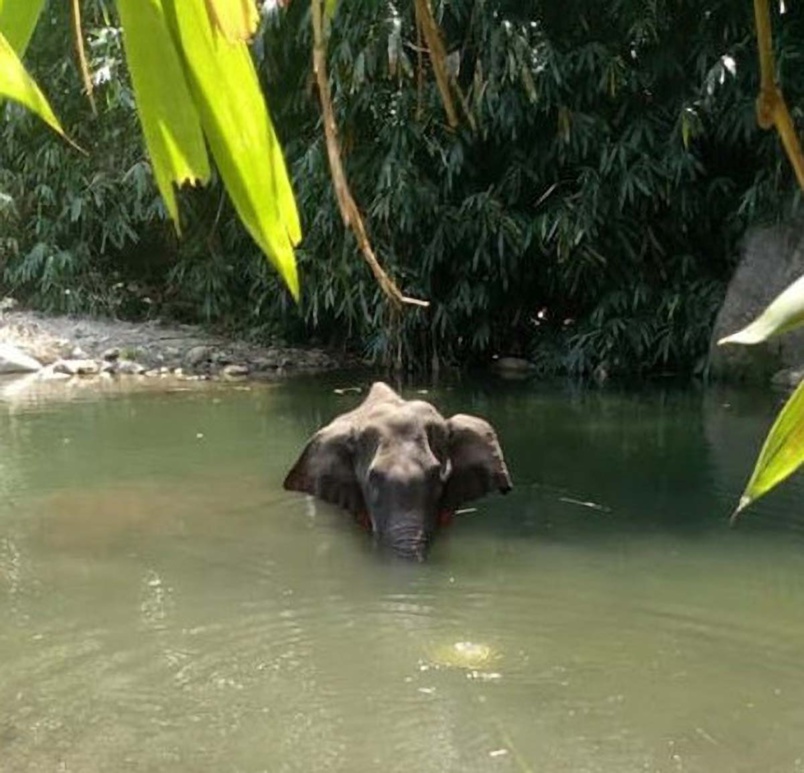 Elle s'est jetée dans la rivière dans l'espoir d'atténuer la douleur... en vain!