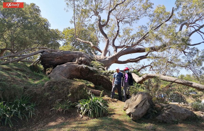 Balade dans la magnifique forêt de Tamarhauts Balade dans la magnifique forêt de Tamarhauts