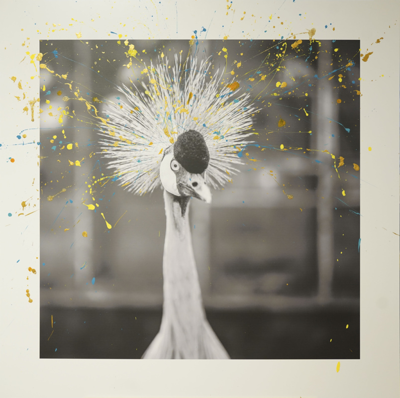 Une grue couronnée, "un brin de folie"! Une grue couronnée, "un brin de folie"!