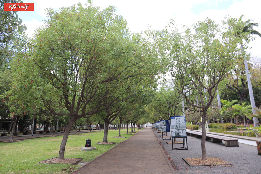 Les panneaux sont installés le long de l'allée centrale du jardin Les panneaux sont installés le long de l'allée centrale du jardin