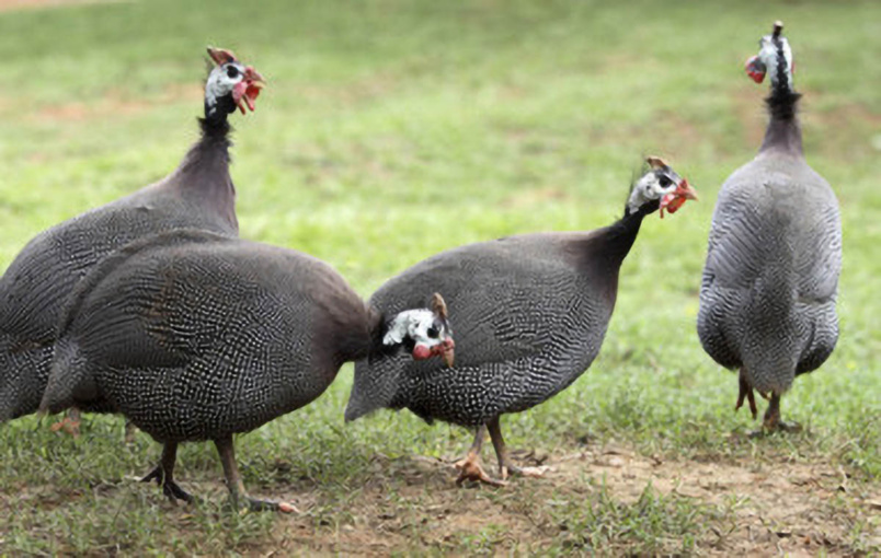 Depuis 2018, Avi-Pôle a suspendu ses livraisons de pintades à la SCEA La Ferme du Piton, mettant les époux Trichet en difficultés Depuis 2018, Avi-Pôle a suspendu ses livraisons de pintades à la SCEA La Ferme du Piton, mettant les époux Trichet en difficultés