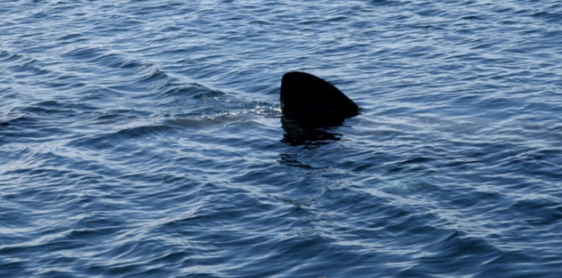 Un nageur tué par un requin en Nouvelle Calédonie Un nageur tué par un requin en Nouvelle Calédonie