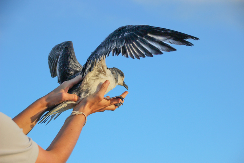 Pétrel de barau_©Parc national de La Réunion Pétrel de barau_©Parc national de La Réunion