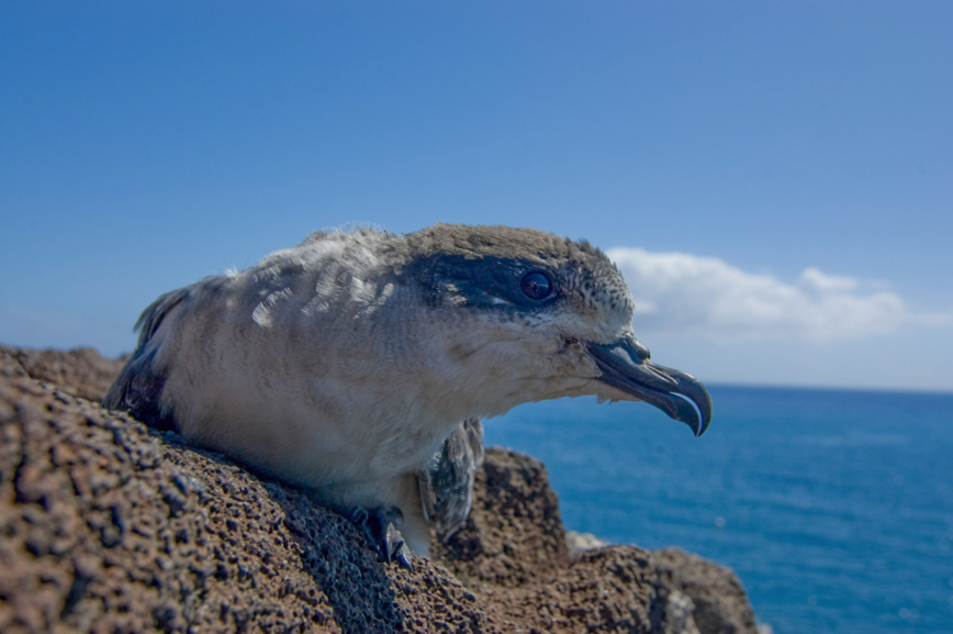 Pétrel de barau_©Parc national de La Réunion - Benoît Lequette Pétrel de barau_©Parc national de La Réunion - Benoît Lequette