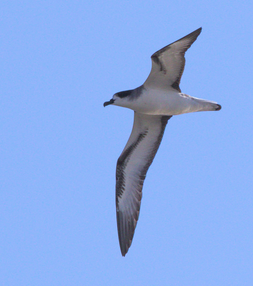 Pétrel de barau_©Cellule Life+ Pétrels - Martin Riethmuller Pétrel de barau_©Cellule Life+ Pétrels - Martin Riethmuller