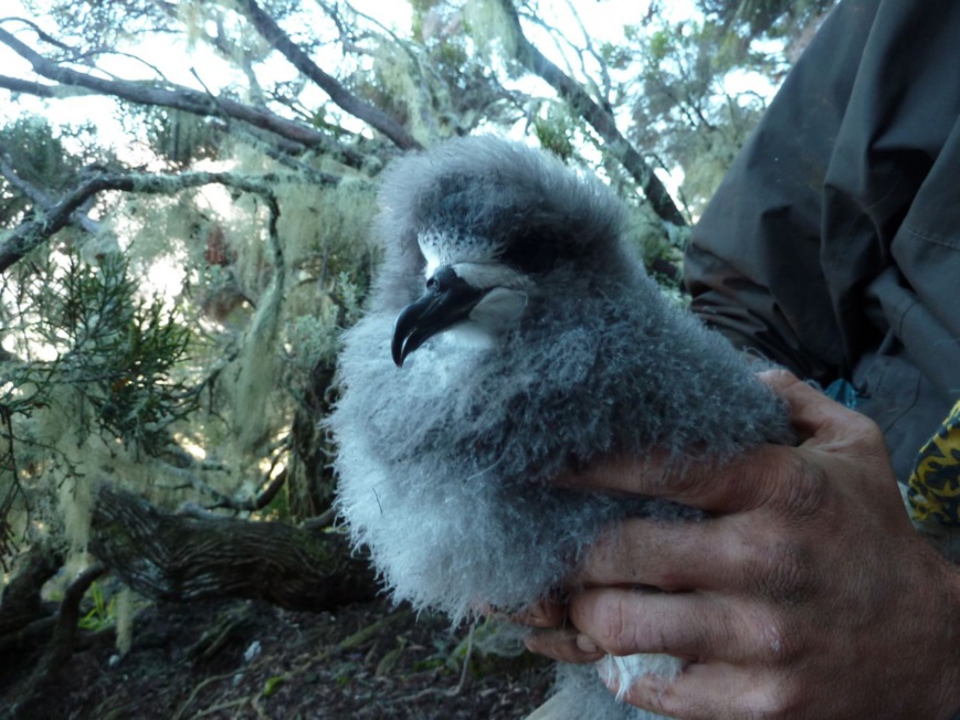 Pétrel de barau_©Parc national de La Réunion - Yannick Zitte Pétrel de barau_©Parc national de La Réunion - Yannick Zitte