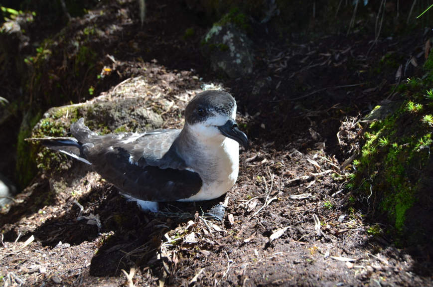 Petrel de Barau_Pterodroma baraui © Benoit Lequette - Parc national de La Réunion Petrel de Barau_Pterodroma baraui © Benoit Lequette - Parc national de La Réunion