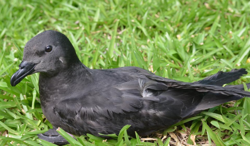 Pétrel noir de bourbon_Parc national de La Réunion - Benoît Lequette Pétrel noir de bourbon_Parc national de La Réunion - Benoît Lequette