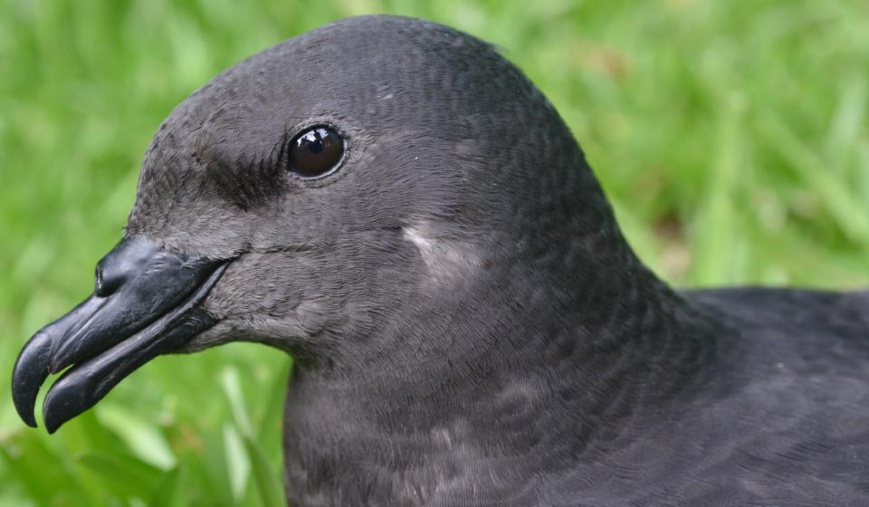 Pétrel noir de bourbon_Parc national de La Réunion - Benoît Lequette Pétrel noir de bourbon_Parc national de La Réunion - Benoît Lequette