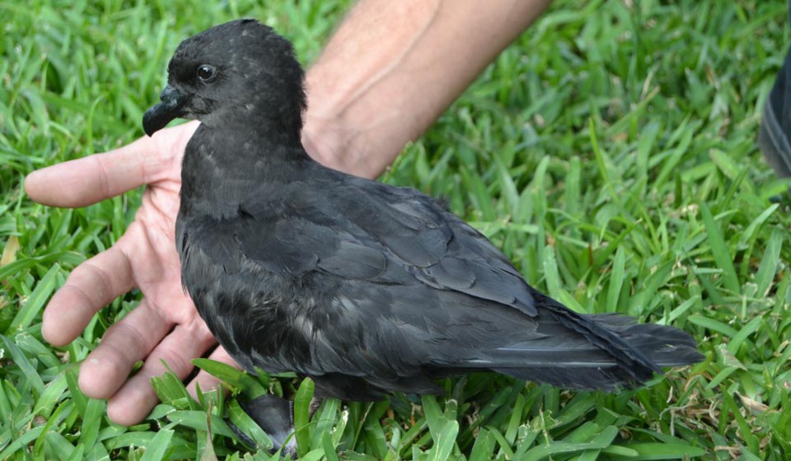 Pétrel noir de bourbon_Parc national de La Réunion - Benoît Lequette Pétrel noir de bourbon_Parc national de La Réunion - Benoît Lequette