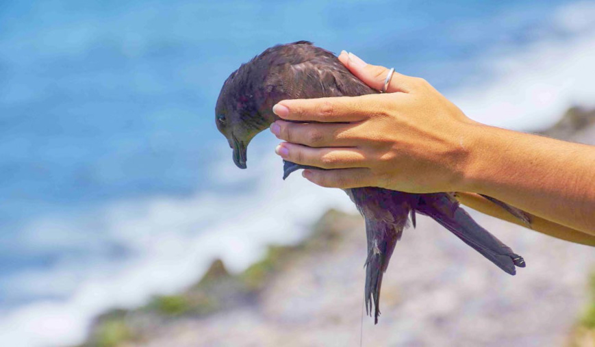 Pétrel noir de bourbon_Parc national de La Réunion - Stéphane Michel Pétrel noir de bourbon_Parc national de La Réunion - Stéphane Michel