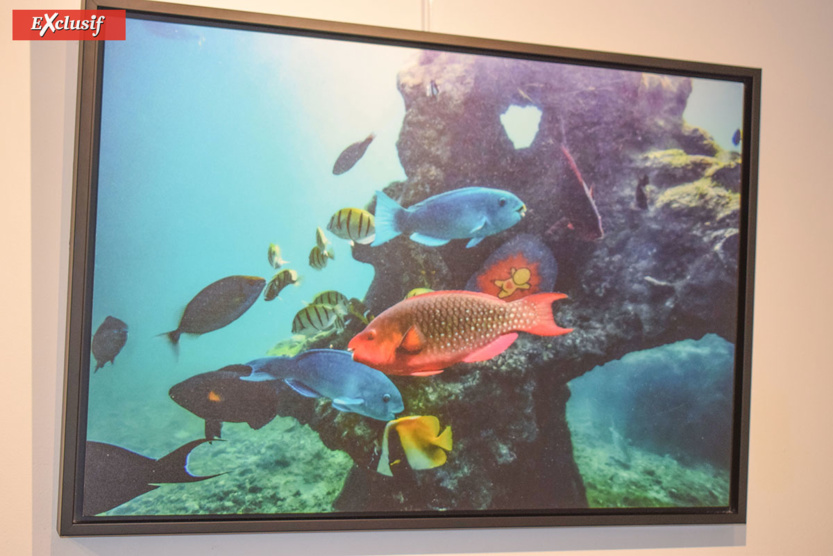 Expo "Galets" de Jace: à la chasse aux Gouzous... aquatiques! Expo "Galets" de Jace: à la chasse aux Gouzous... aquatiques!