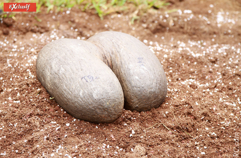 Le célèbre coco-fesse! Le célèbre coco-fesse!